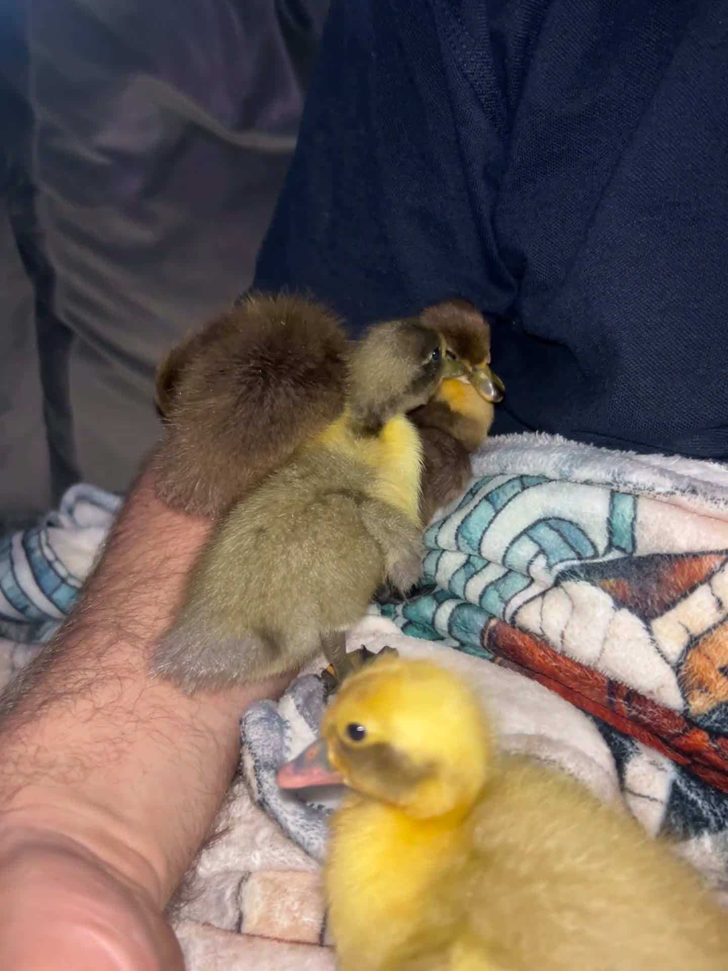 Ducks poultry for sale: Cayuga runner duck x  - Video 1