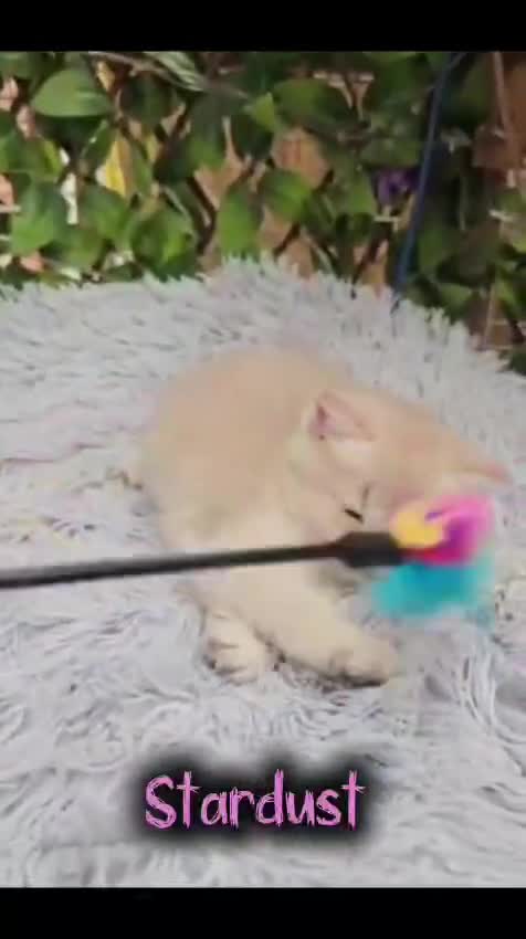 British Shorthair cats for sale: 💖 3 Stunning Golden Kittens 💖  in Bruton - Video 3