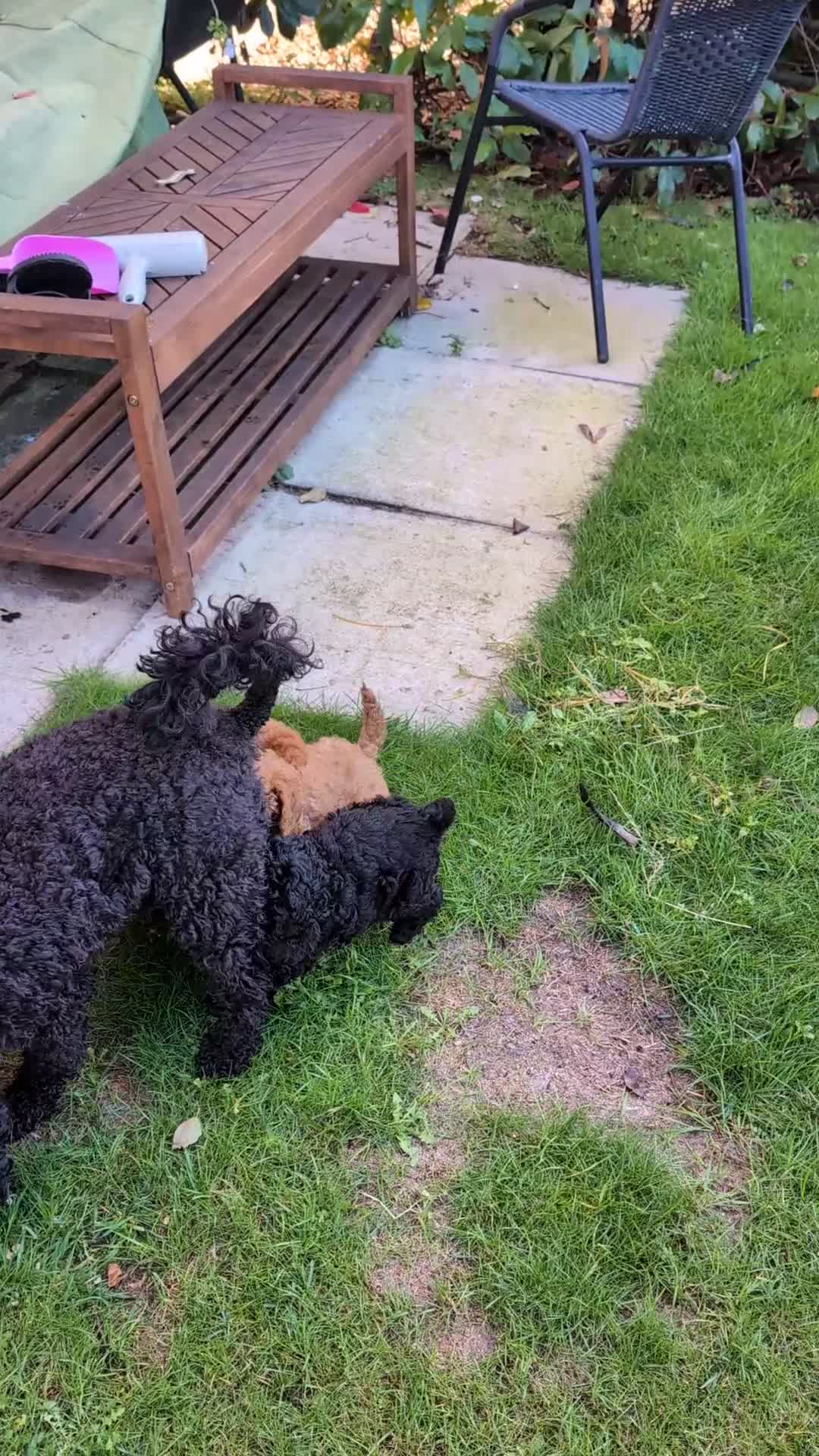 Cockapoo dogs for sale: Toy  teddy cockapoo babies  - Video 3