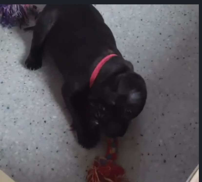 Staffordshire Bull Terrier dogs for sale: Full Respect Trained Staffordshire Bull Puppies in Worthing - Video 2