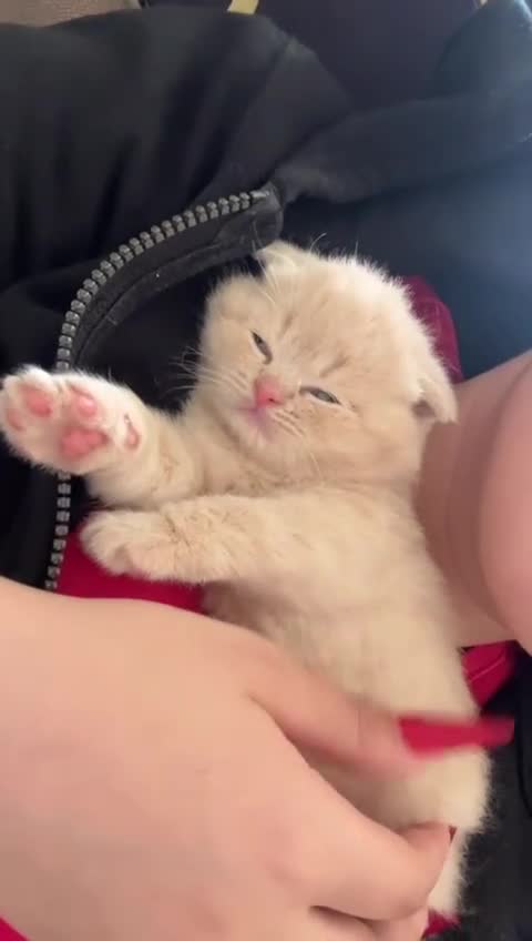 British Shorthair cats for sale: Fluffy British Shorthair Babies Looking for Homes - Video 2