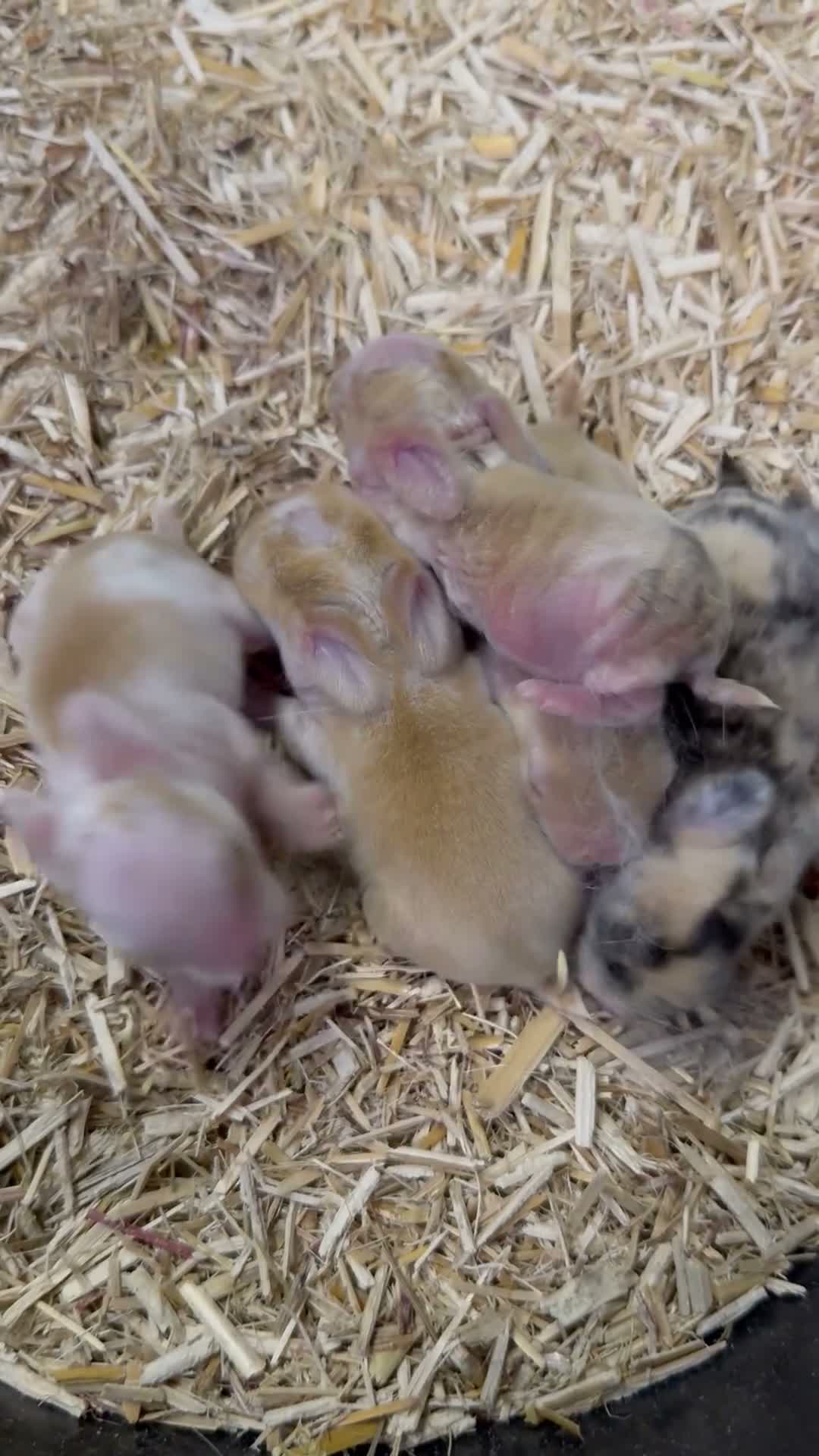 Mini Lop rabbits for sale: MINI LOP BUNNIES - PEDIGREE  - Video 4