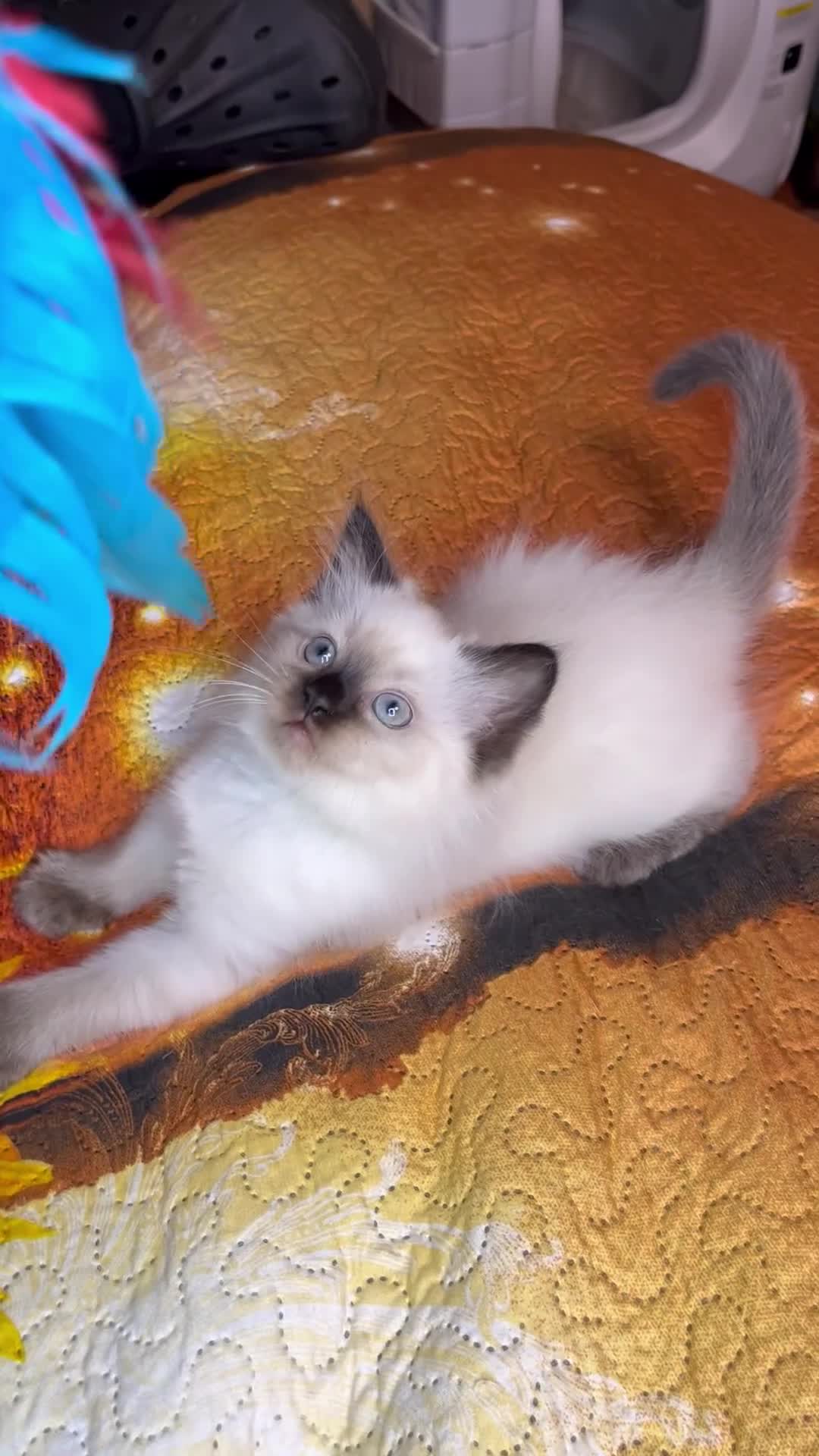 Ragdoll cats for sale: 💖Fabulous Pure Ragdoll Kittens Waiting for Love❤️ - Video 2