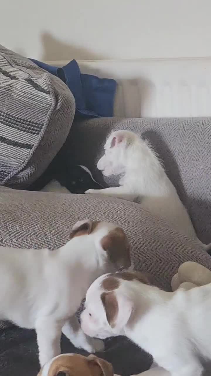 Jack Russell dogs for sale: Jack Russell puppies  - Video 2