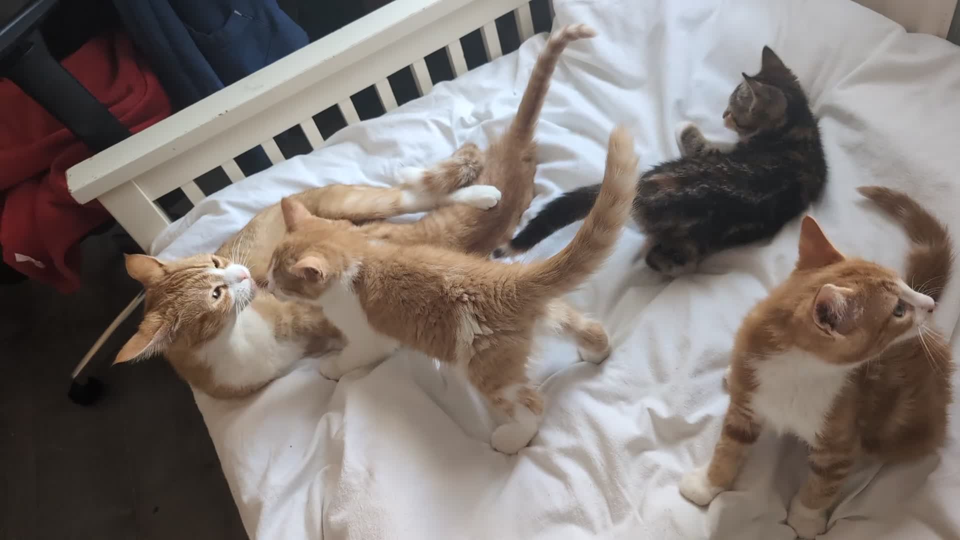 Mixed Breed cats for sale: Litter of 4 Kittens Ready for Their Forever Homes! - Video 1