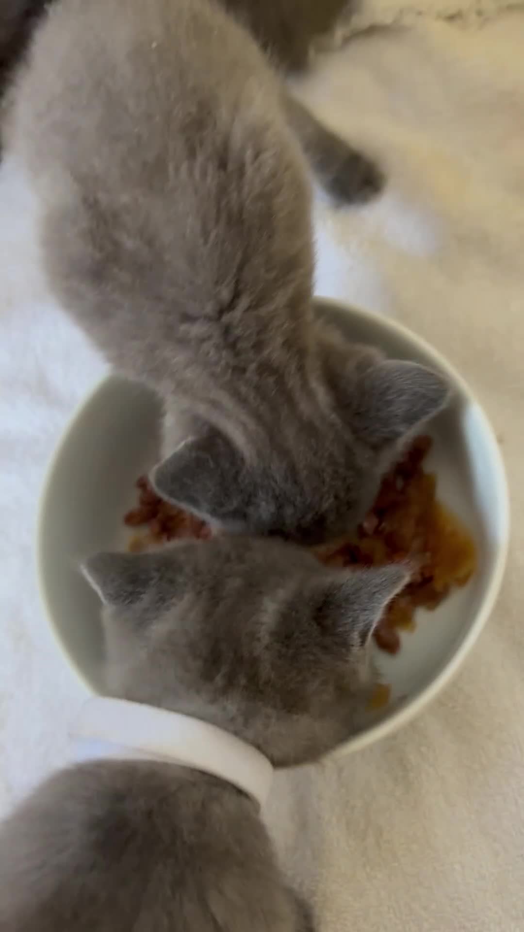 Brazilian Shorthair cats for sale: British Shorthair kittens (chunky pedigrees) - Video 3