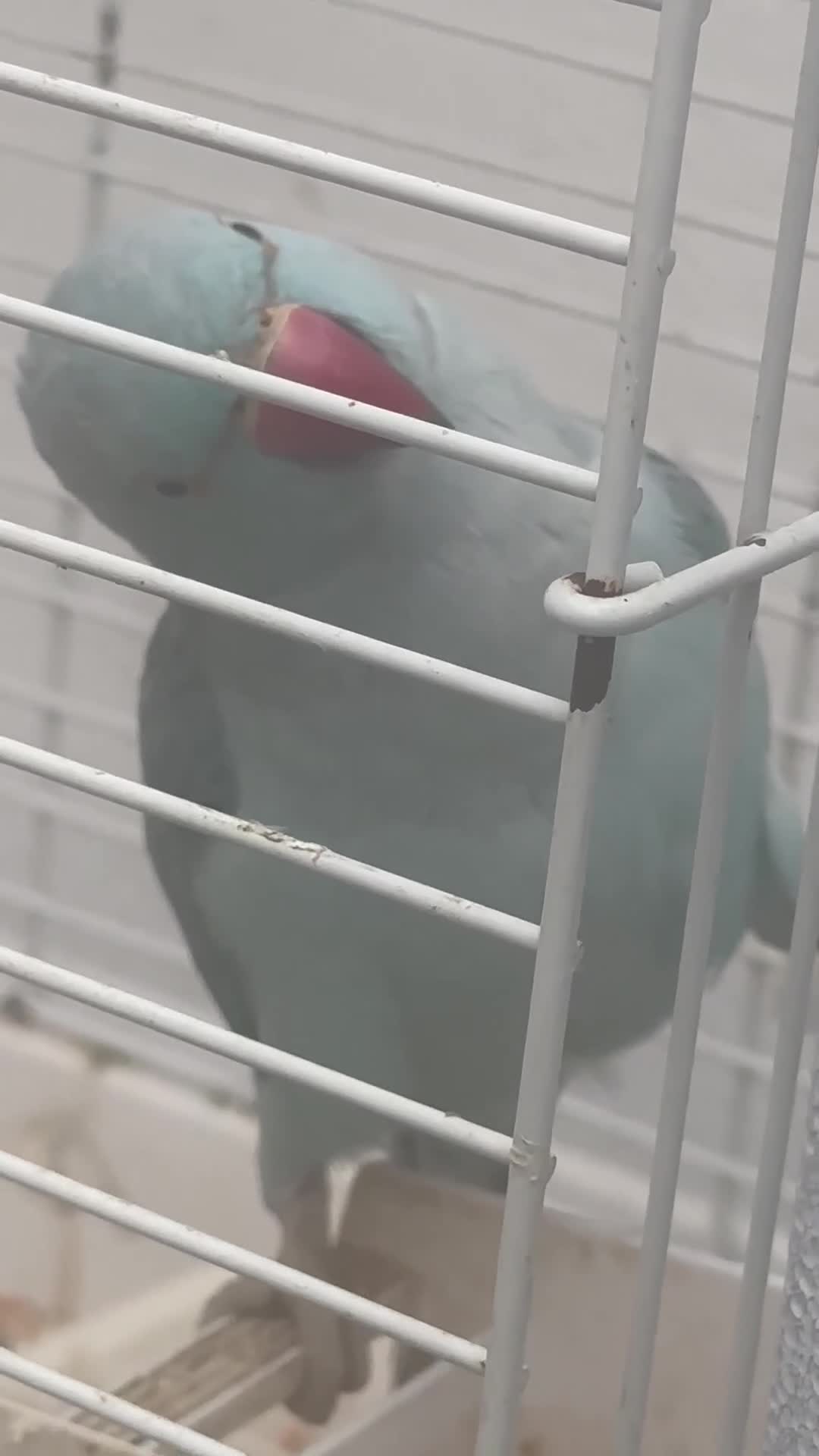 Ringnecks birds for sale: Blue Indian ring neck female  in London - Video 2