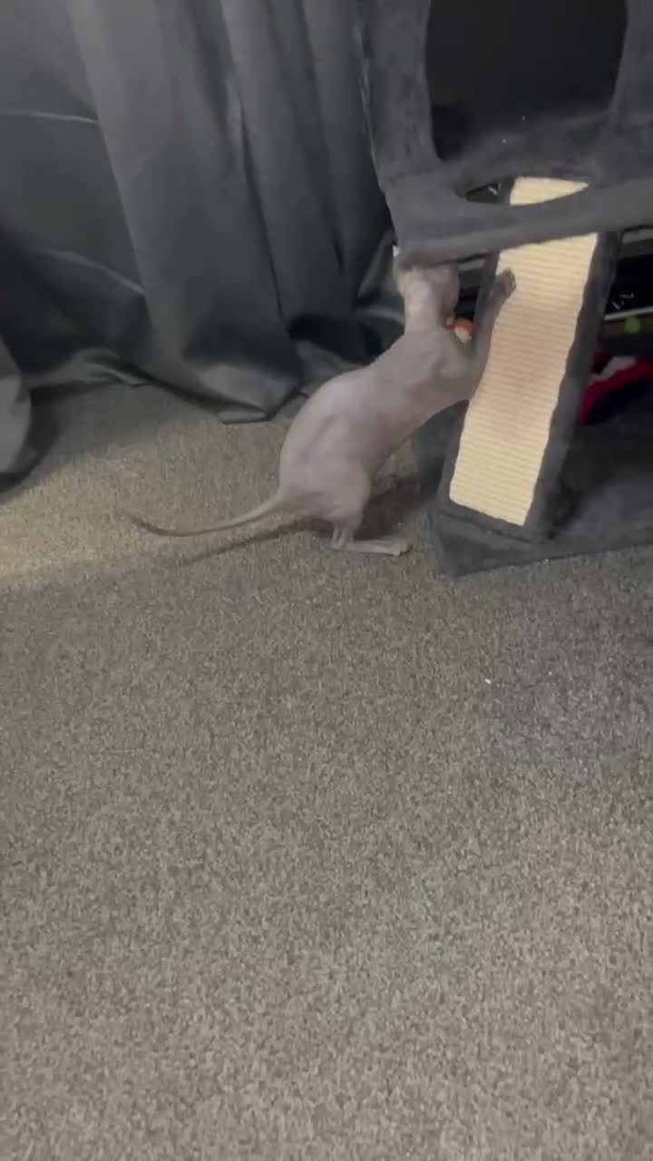Sphynx cats for sale: Phoebe NEEDS A HOME ON HER OWN NO OTHER CATS/DOGS - Video 4