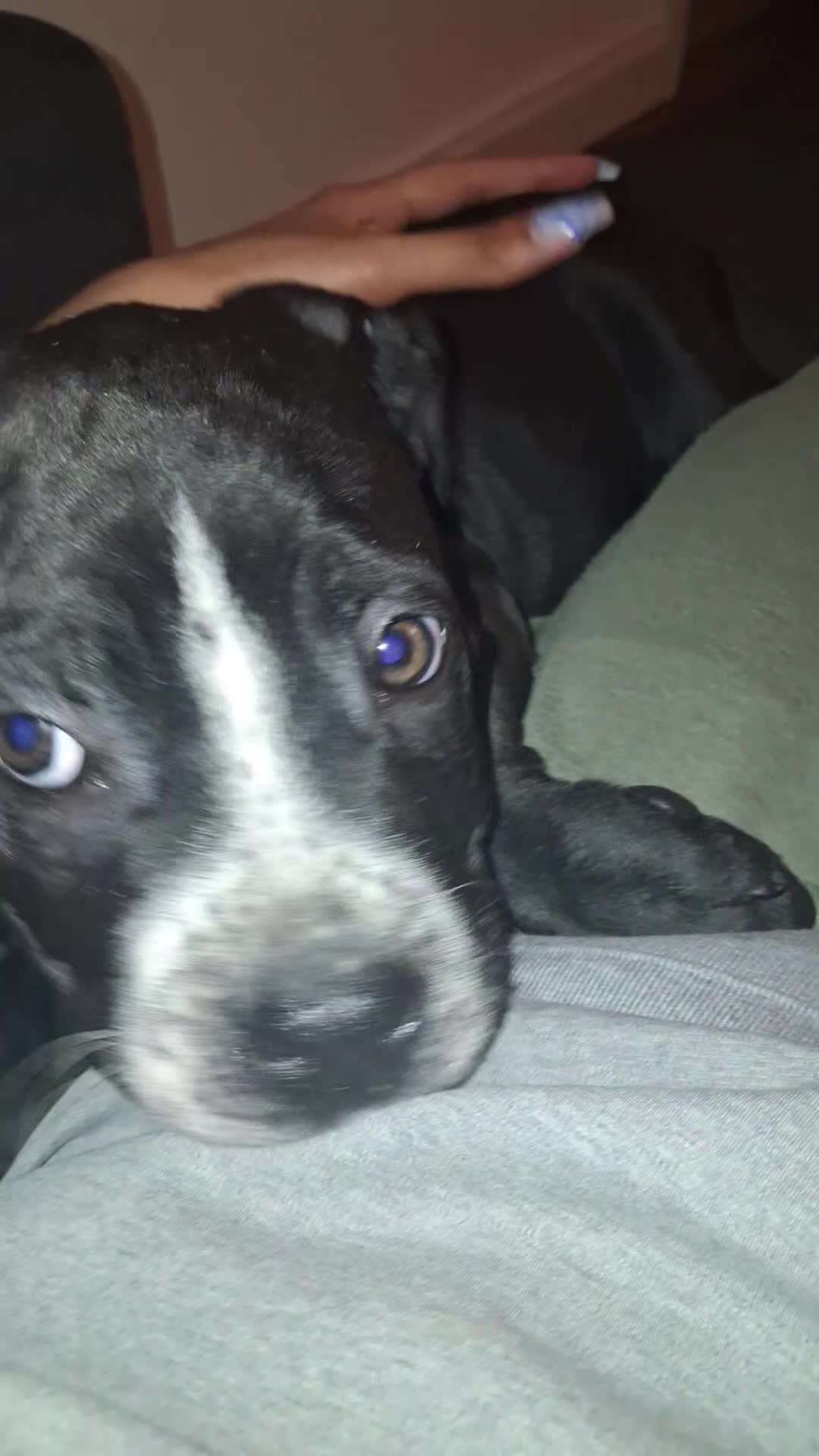 Mixed Breed dogs for sale: Alapaha Blue Blood Bulldog X Cane Corso Puppies  - Video 1