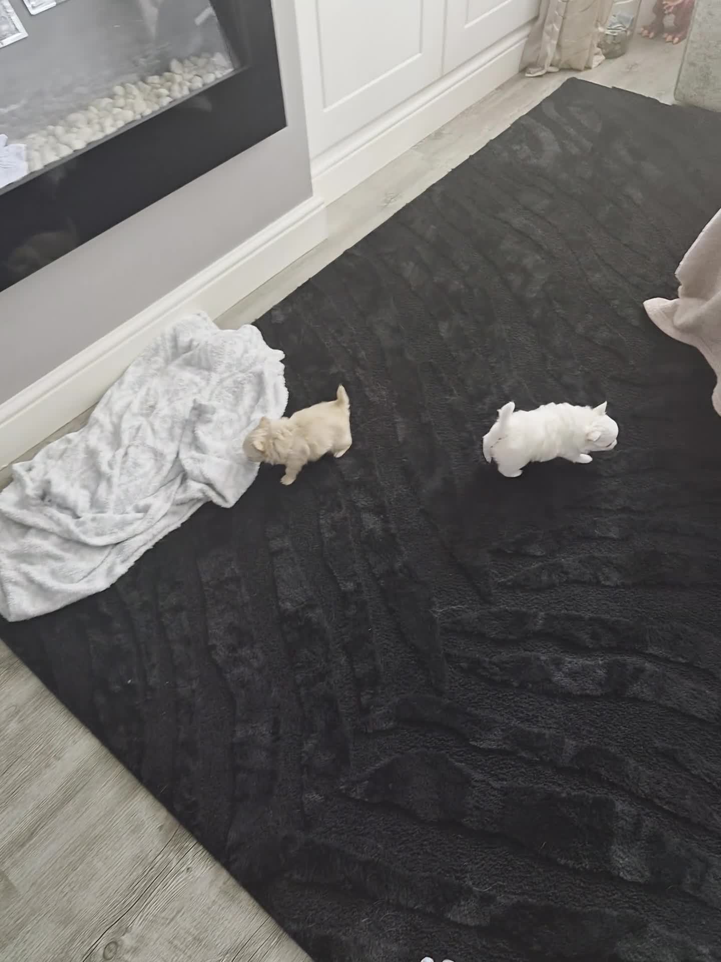 Chihuahua dogs for sale: Beautiful pure white long hair chihuahua girl in Brierley Hill - Video 1