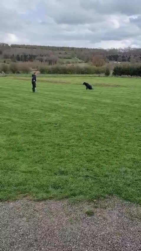 Labrador Retriever dogs for sale: Traditional Stocky Labrador Puppies due 2nd March - Video 1