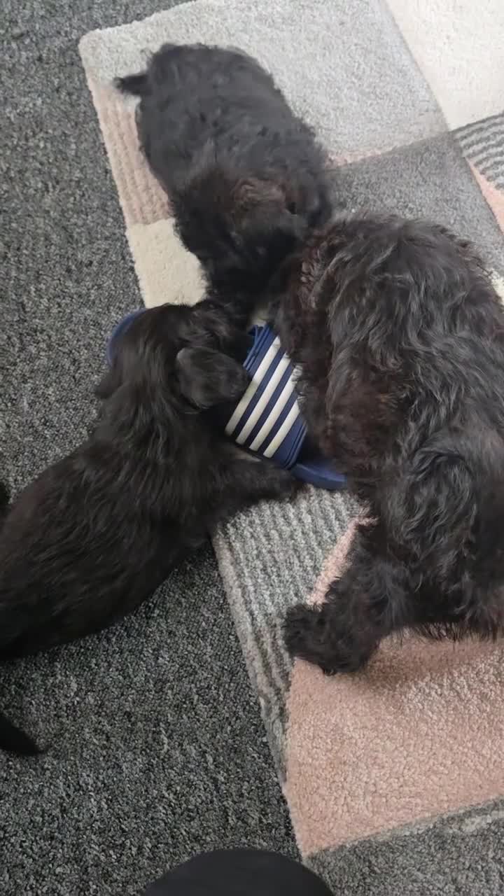 Mixed Breed dogs for sale: Last puppy boy looking for forever home ❤️  - Video 1