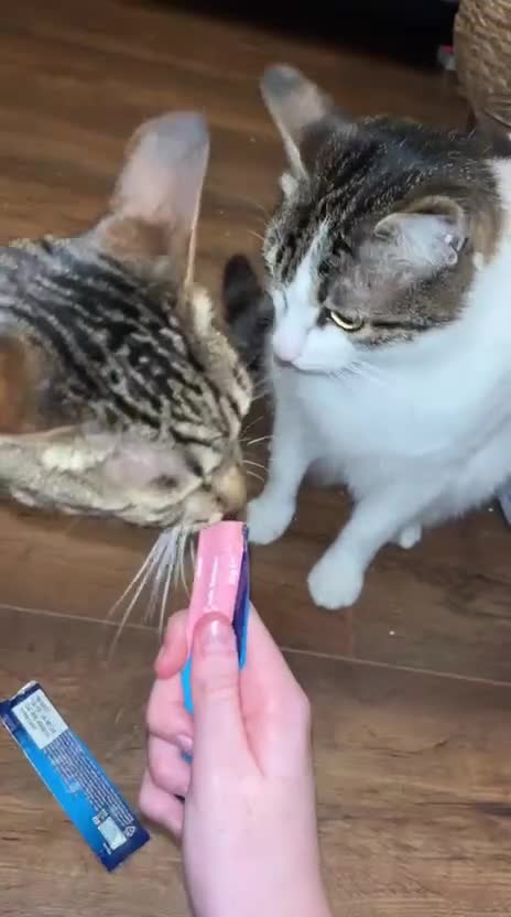 Mixed Breed cats for adoption: Gorgeous Rescue Boy Rango  - Video 1