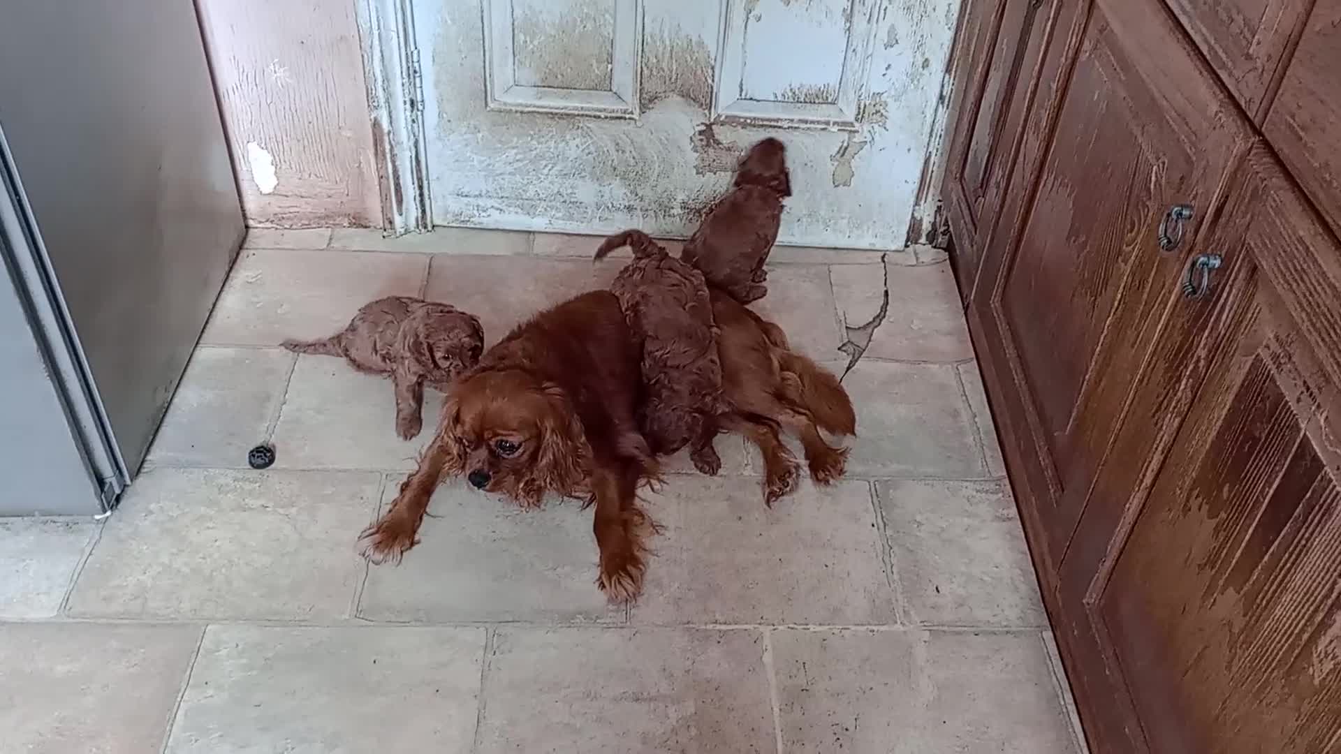 Cavapoo dogs for sale: Gorgeous Red F1 Cavapoo Puppies With H/T Parents - Video 2
