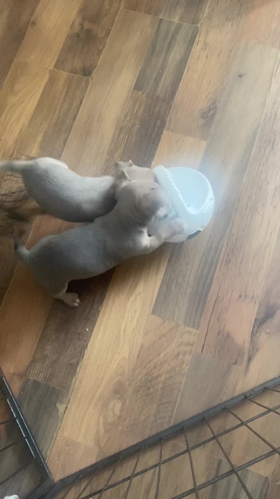 Jack Chi dogs for sale: Jack russel cross chihuahua puppies  - Video 2