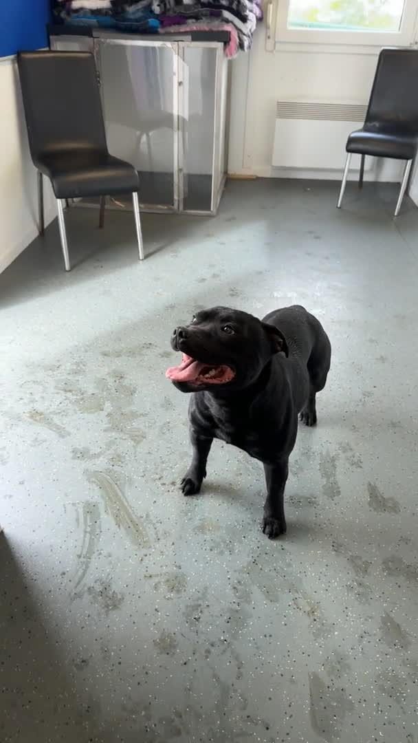 Staffordshire Bull Terrier dogs for stud: Black carrying blue stafford stud PHPV tested in Carlisle - Video 1