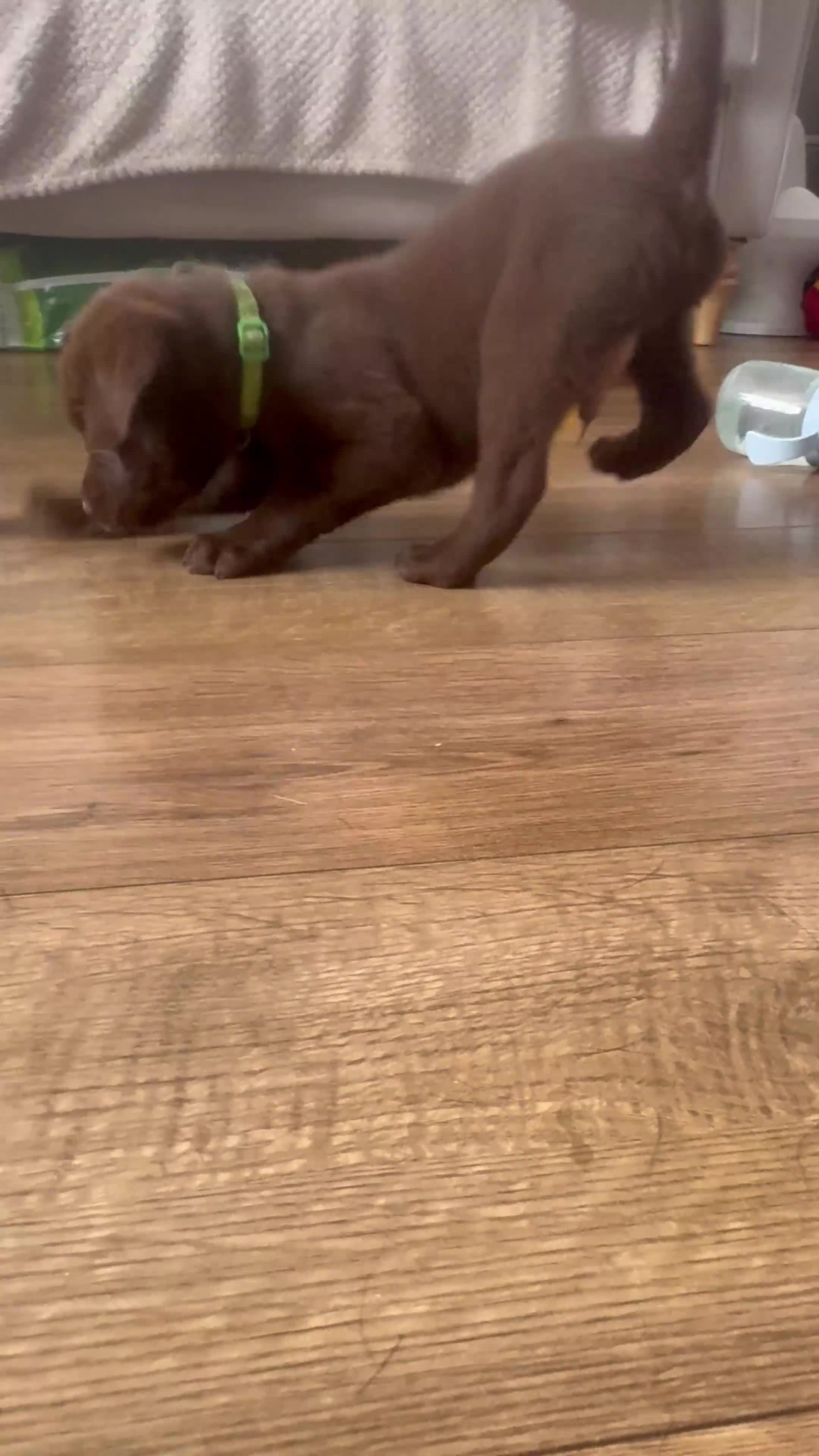 Labrador Retriever dogs for sale: 2 LEFT READY SOON KC CHOCOLATE LABRADOR PUPPIES - Video 2
