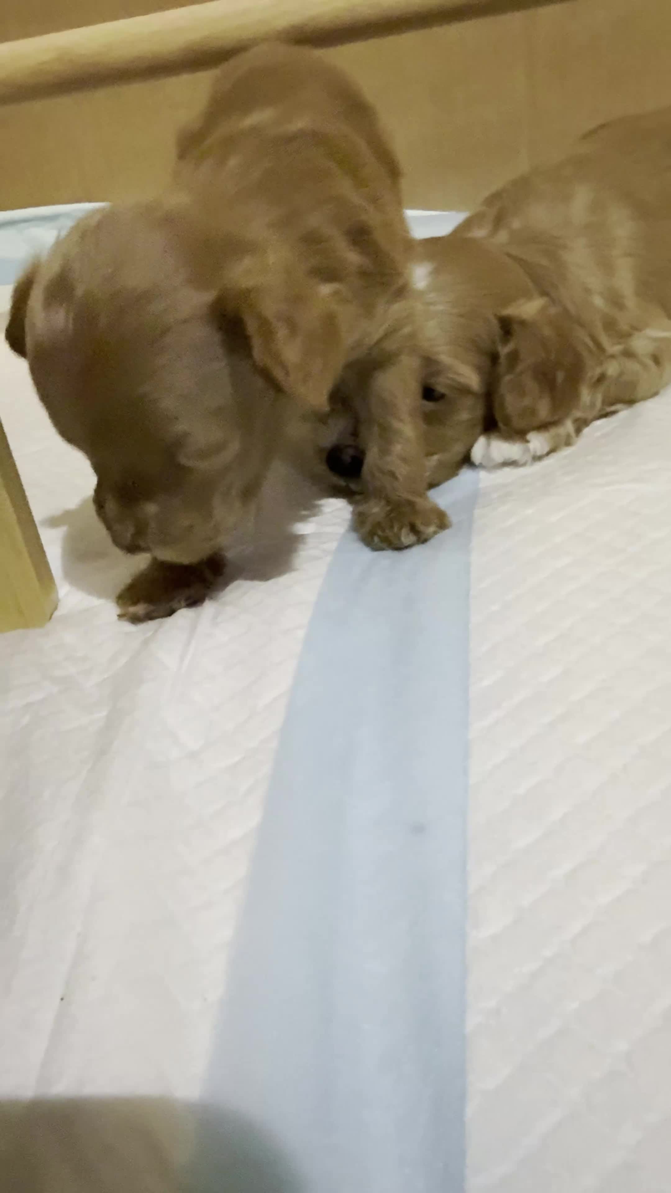 Cockapoo dogs for sale: Toy Poodle x Cockapoo Puppies Family Raised in Hayes - Video 4