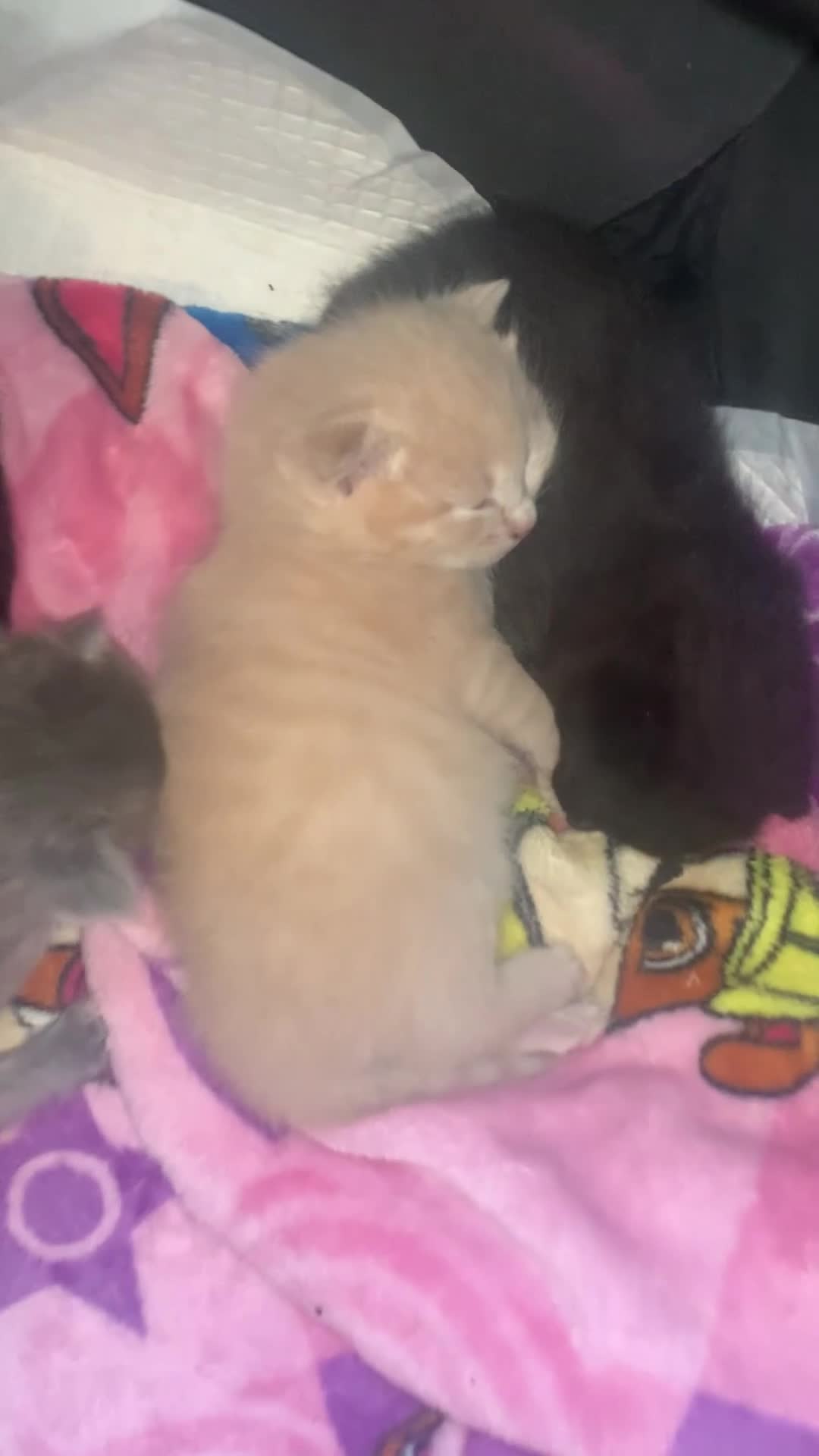 Russian Blue cats for sale: Litter of 4 mixed kittens  - Video 2