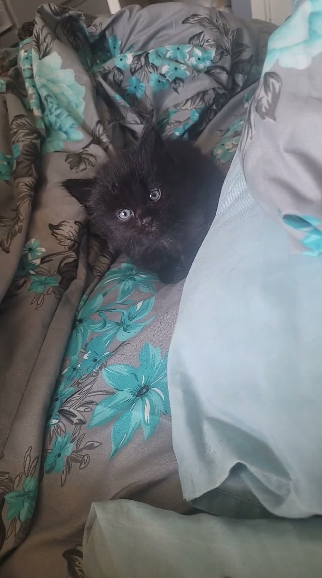 Mixed Breed cats for sale: Beautiful black kitten- friendly healthy boy - Video 1