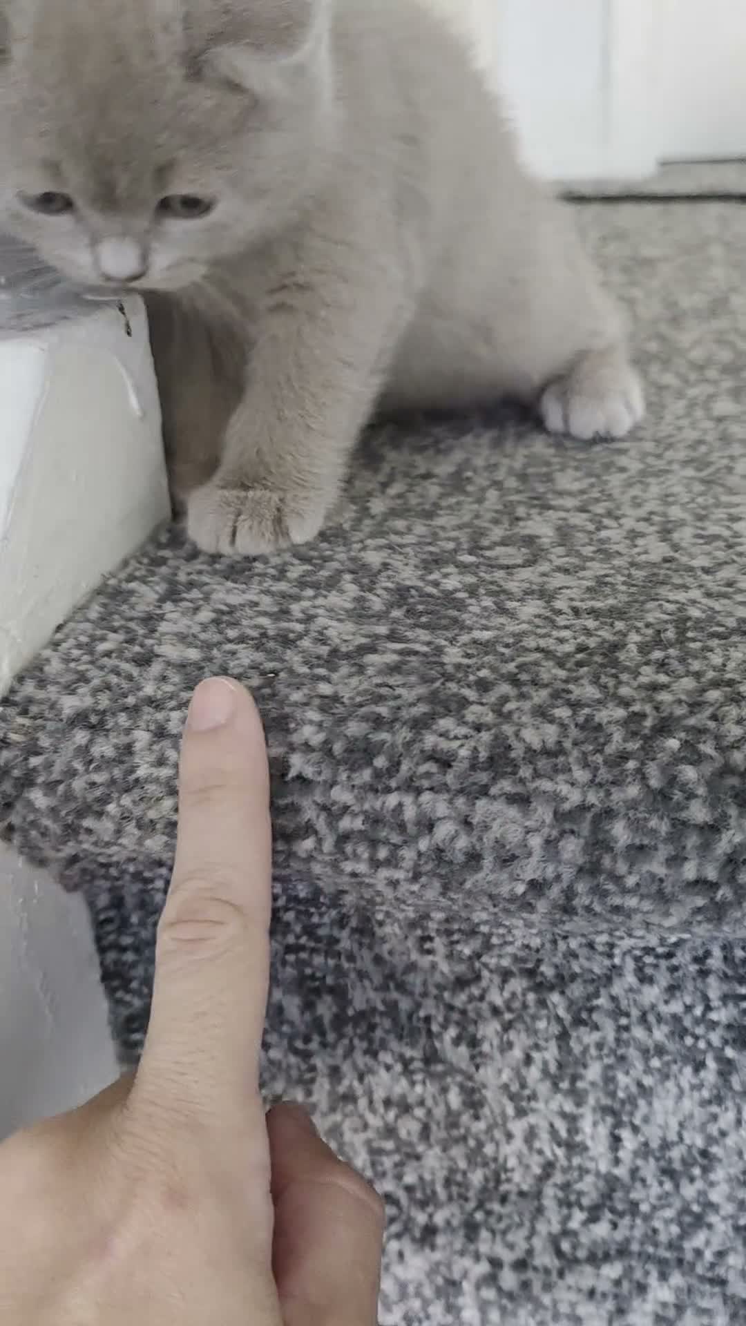 British Shorthair cats for sale: British shorthair kittens  - Video 2