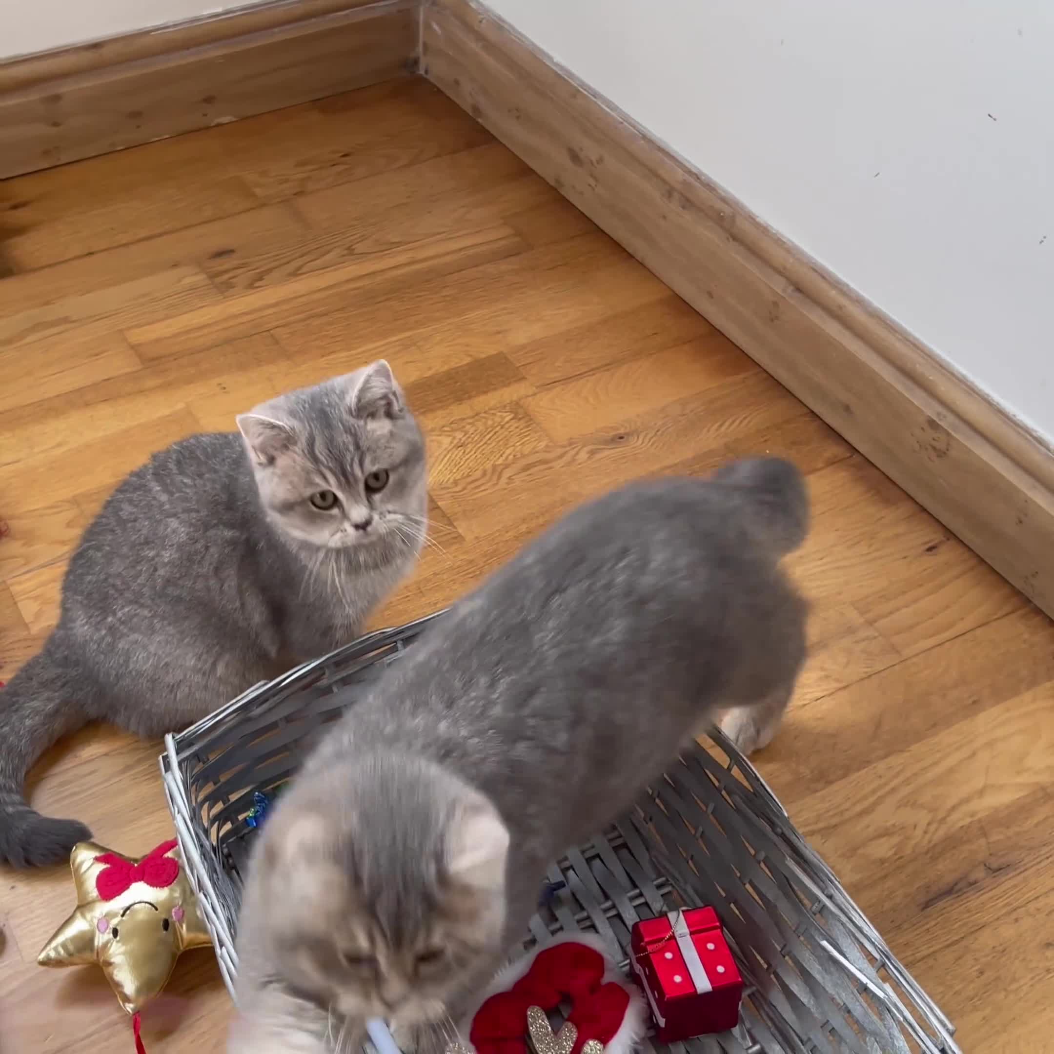 British Shorthair cats for sale: Remaining 2 TICA & GCCF British Shorthair Kittens - Video 2