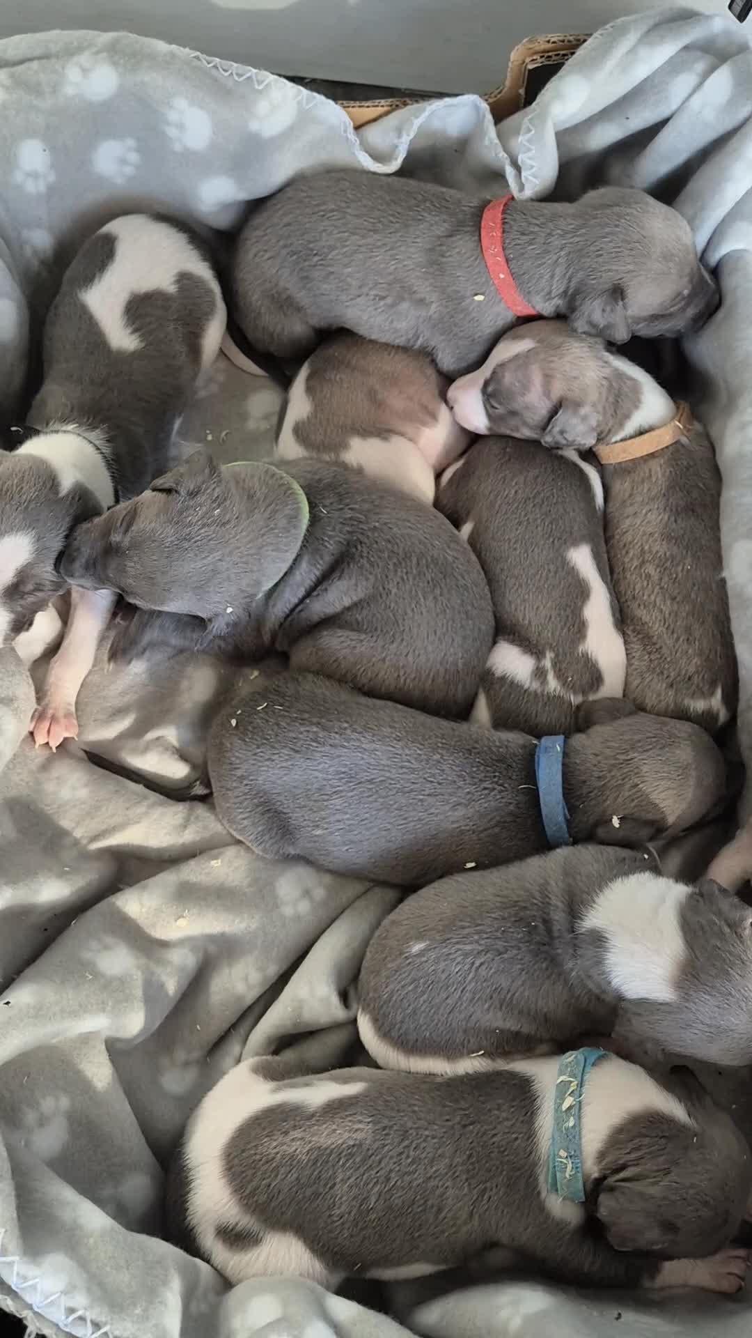 Whippet dogs for sale: Kc reg blue whippet pups  - Video 1