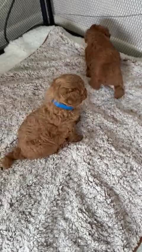 Toy Poodle dogs for sale: Adorable KC Red Toy Poodle Puppy – Boy 🐾 in Taunton - Video 1