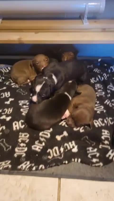 Staffordshire Bull Terrier dogs for sale: Staffordshire bull terrier pups - Video 1