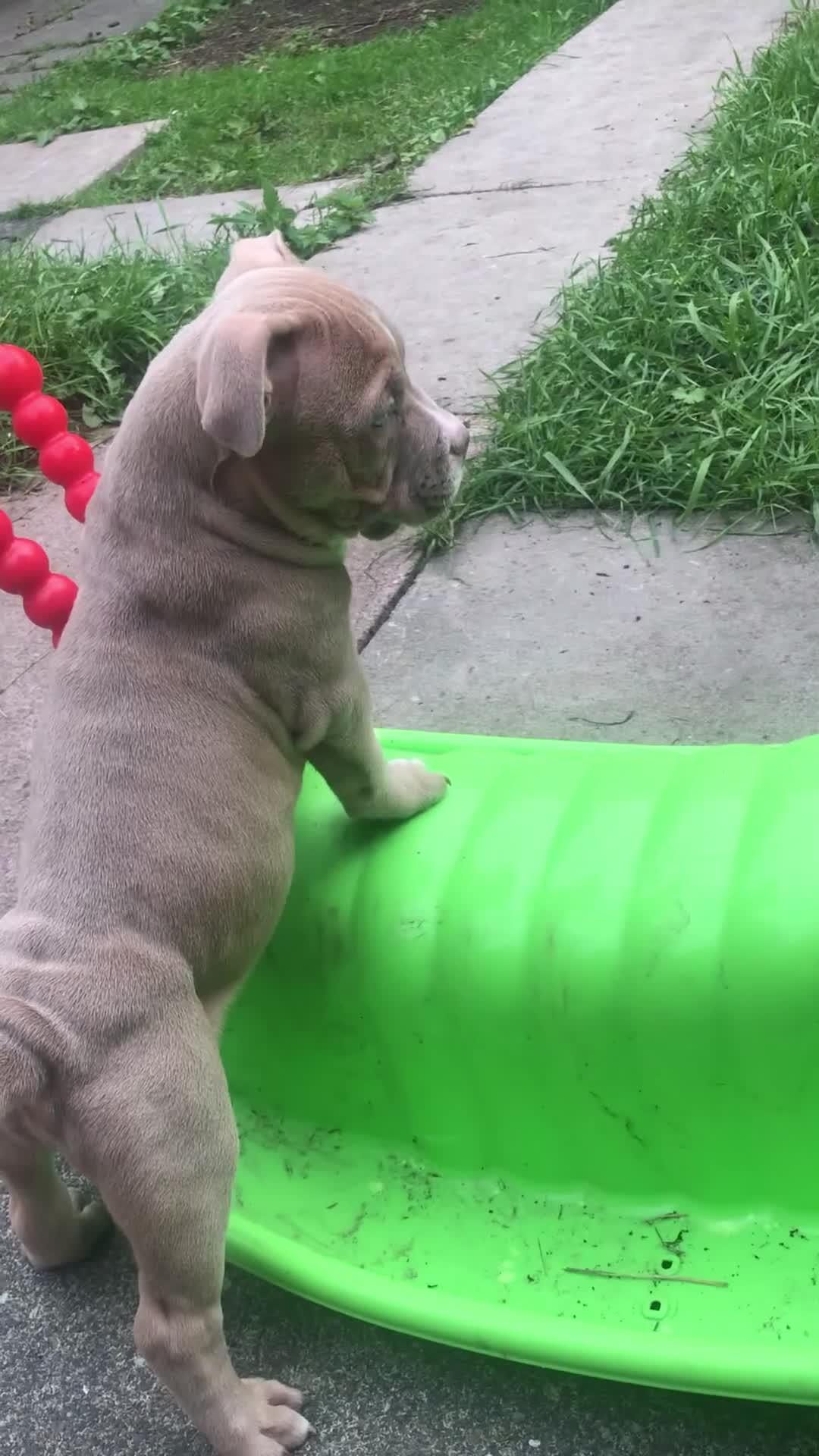 American Bully dogs for sale: American pocket bulldogs 1 ready TO LEAVE  - Video 1