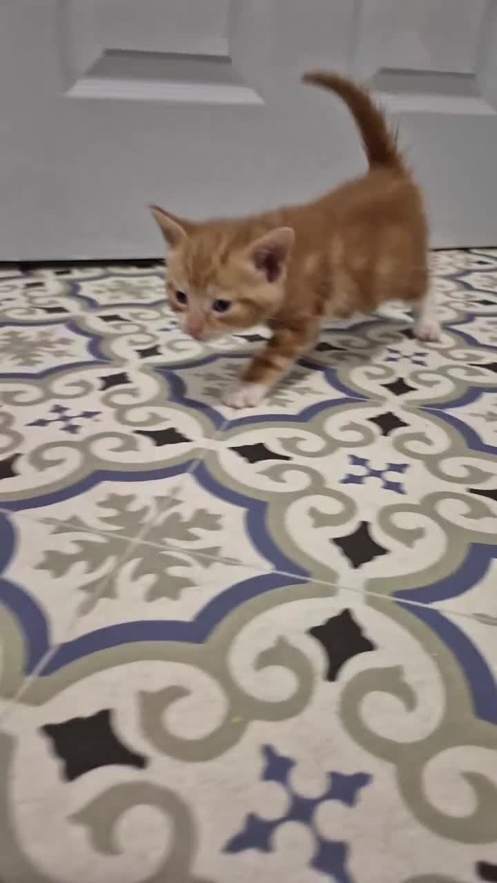 Mixed Breed cats for sale: Kittens  - Video 5