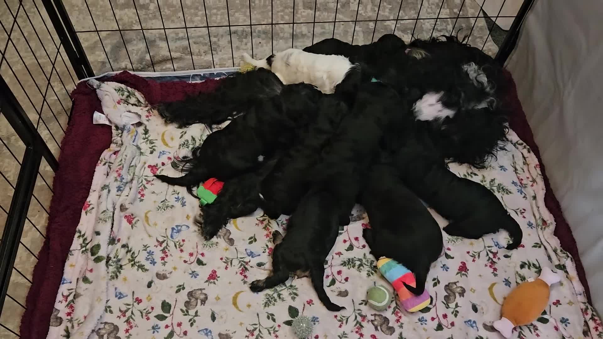 Mixed Breed dogs for sale: Bundles of love ❤️ and fun!! - Video 2