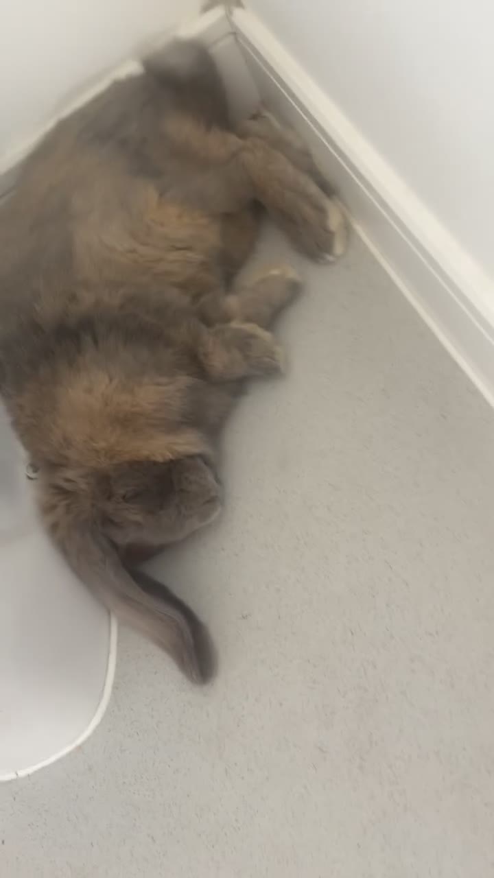 French Lop rabbits for sale: Rabbit for sale  in Colchester - Video 1
