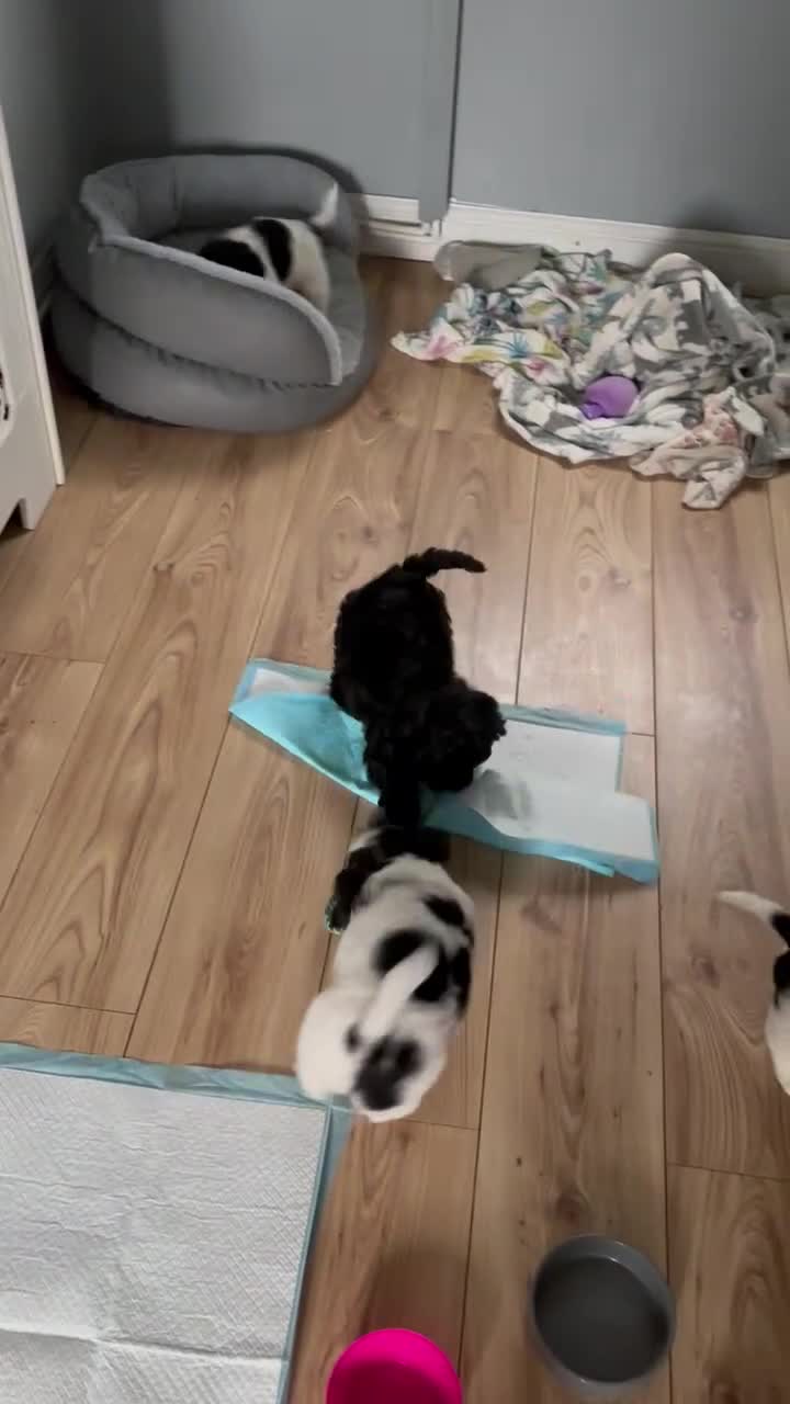 Mixed Breed dogs for sale: Shihpoo puppies - Video 1