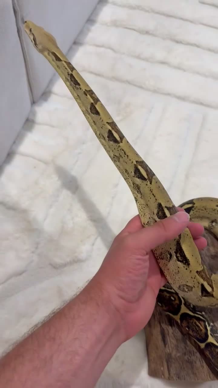 Boa Snake reptiles for sale: Boa constrictor and Vivarium for sale - Video 2