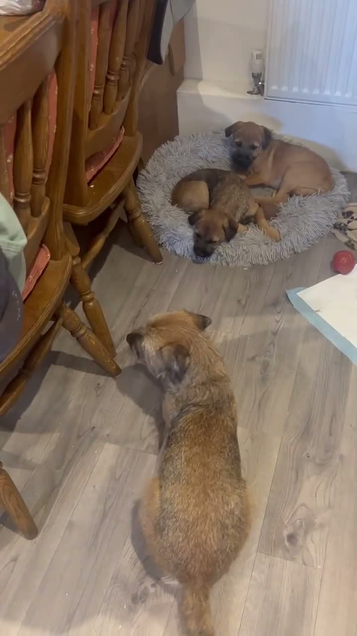 Border Terrier dogs for sale: Border Terrier in Bordon - Video 1