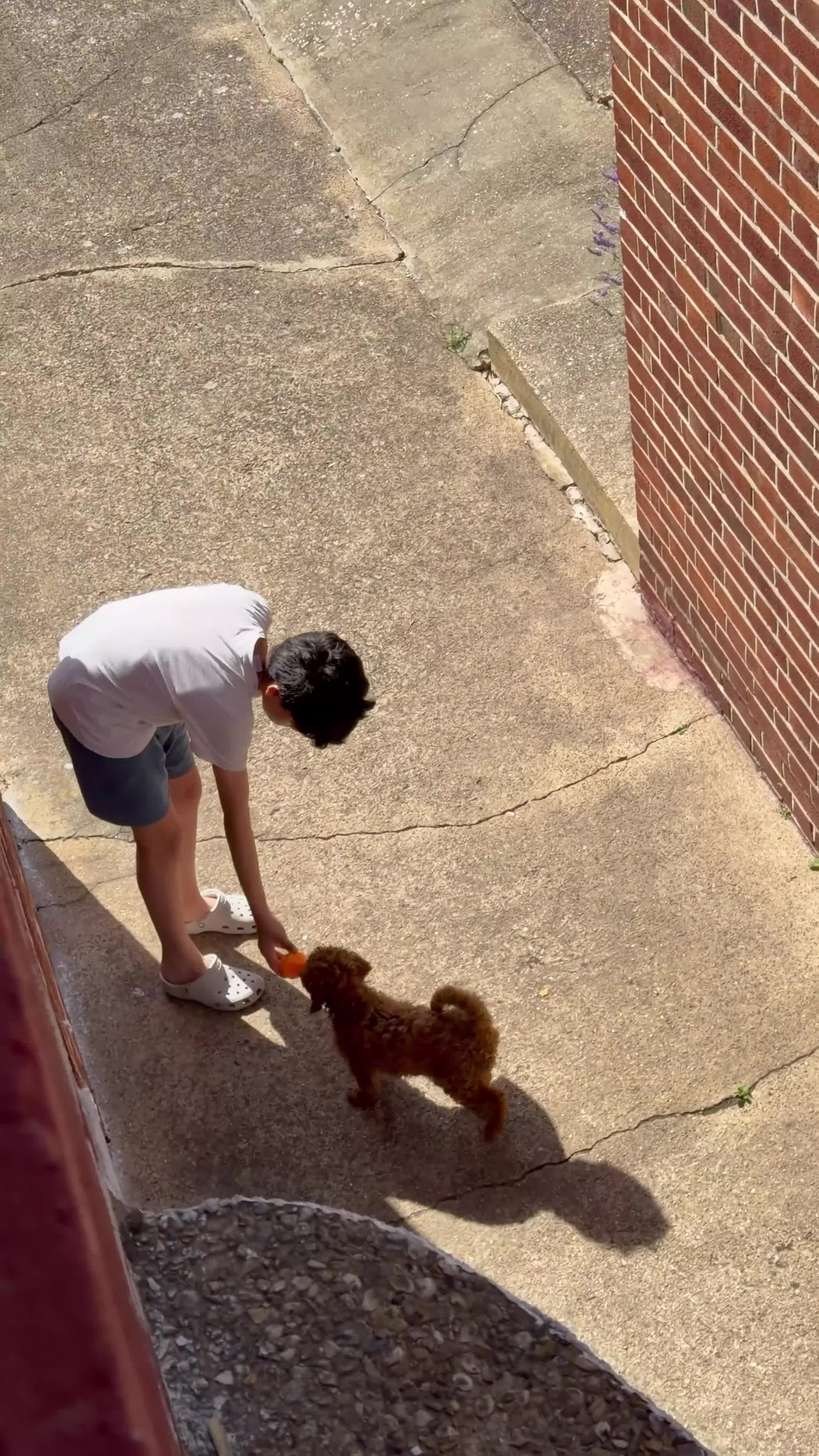 Cavapoo dogs for sale: F1 Deep Fox Red Cavapoo puppy - Video 1