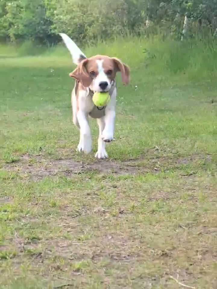 Beagle dogs for stud: Baxter - 2 Year Old Beagle for Stud - Video 1