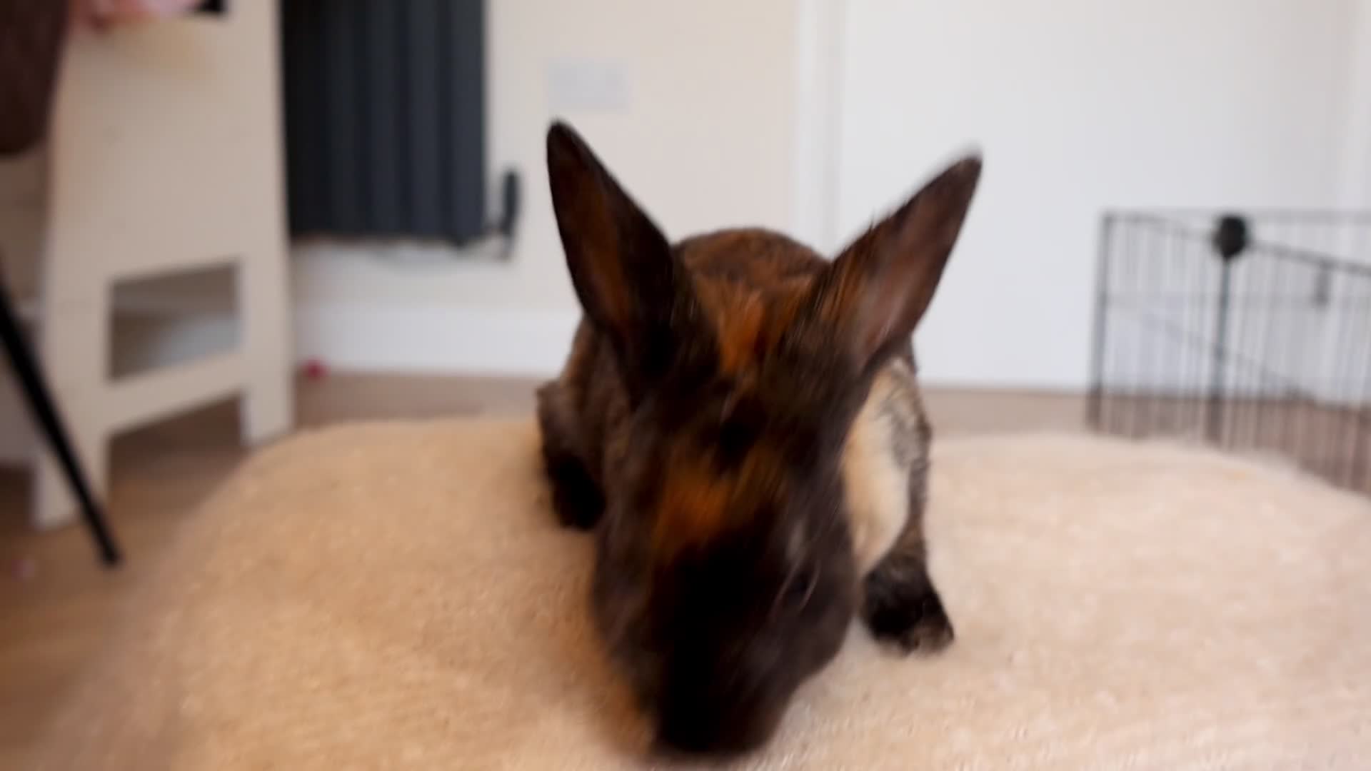 Rex rabbits for sale: Beautiful Mini Rex, Harlequin & Tri Colour - Video 3