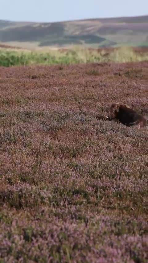 Cocker Spaniel dogs for sale: Champion bloodline cocker spaniels  - Video 1