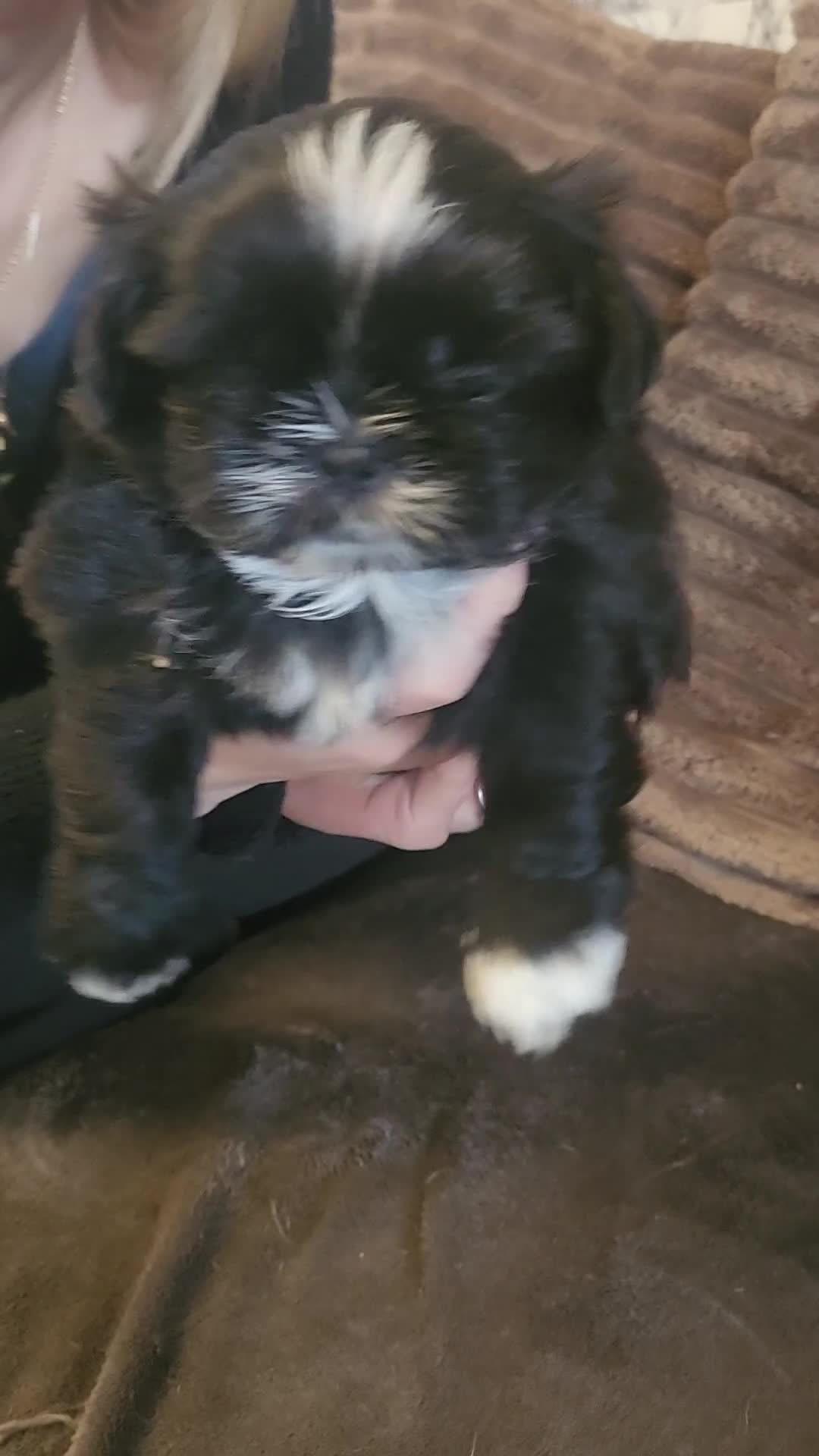 Shih Tzu dogs for sale: Shih tzu puppies imperial line  - Video 4