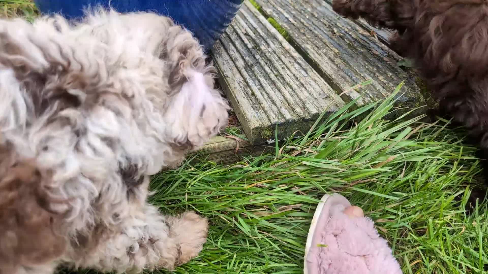 Labradoodle dogs for sale: 🐾Stunning Mini Labradoodle F1b Pups DNA Check🐾  - Video 2