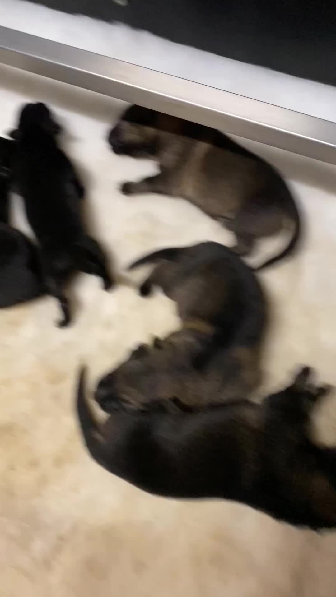 German Shepherd dogs for sale: 🐶Royal Kennel Club Straight Back GSD puppies🐶 in Virginia Water - Video 2