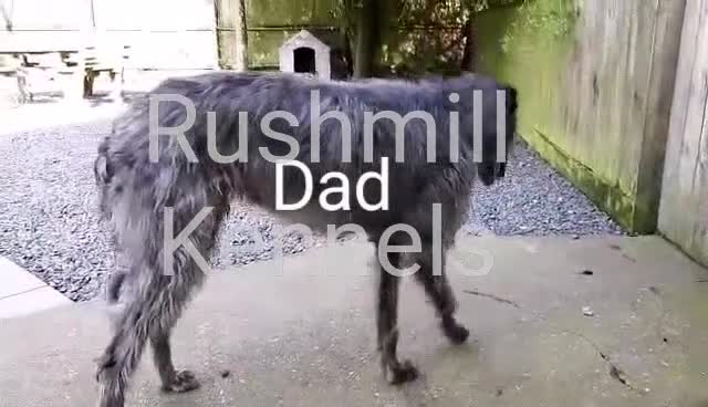 Deerhound dogs for sale: Deerhound/Wolfhound pups - Video 1