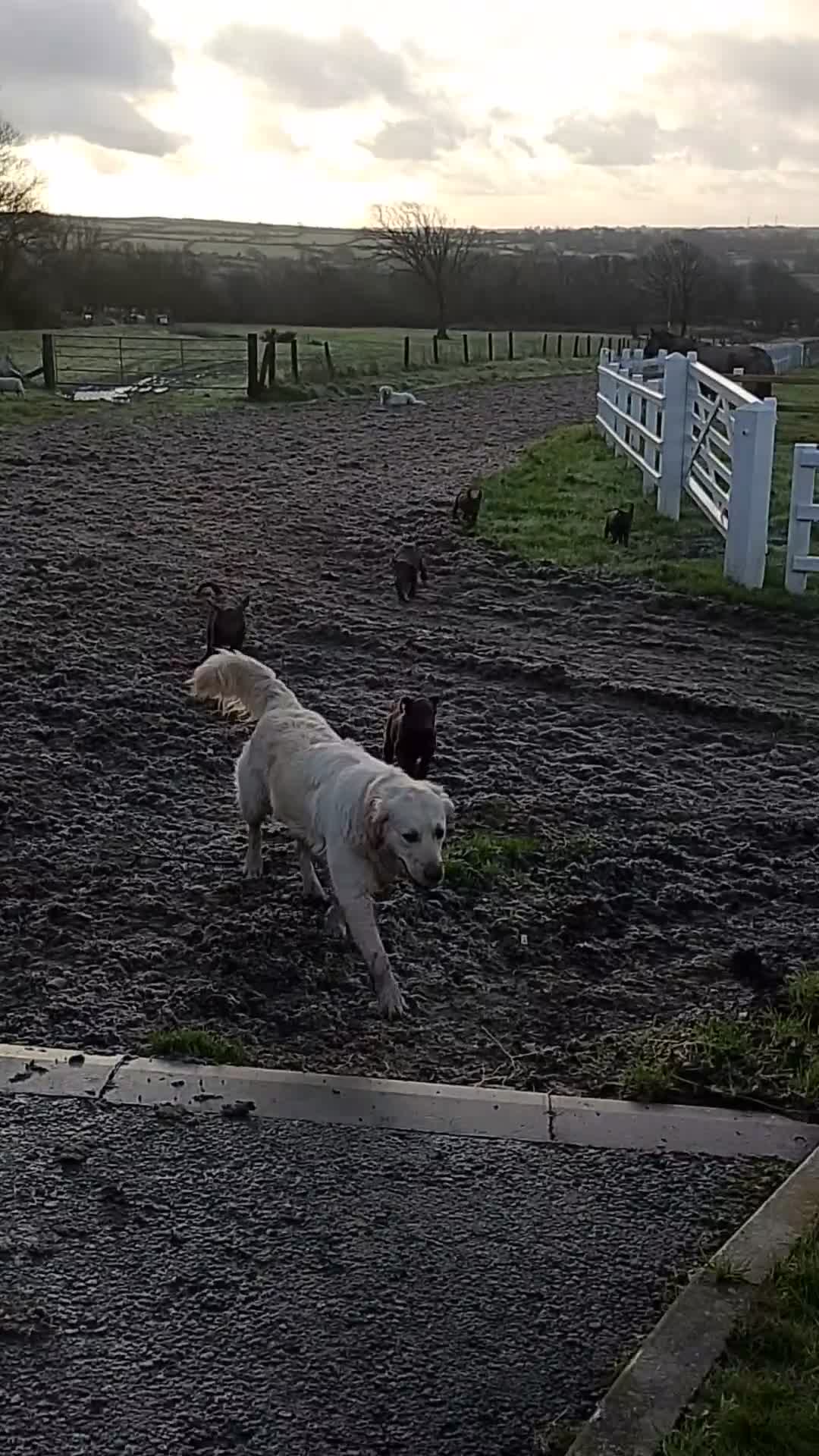 Labradoodle dogs for sale: Labradoodle puppies - Video 1