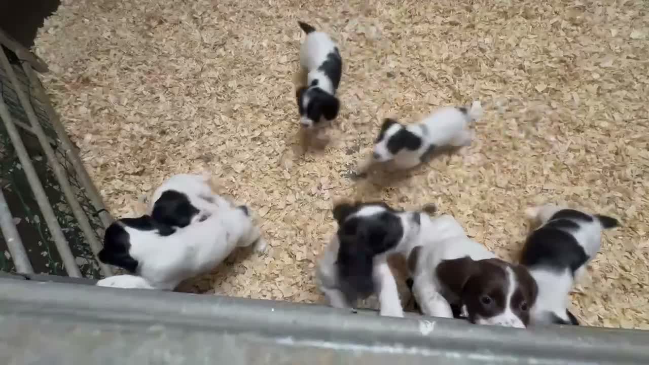 English Springer Spaniel dogs for sale: Springer Spaniels - Video 2