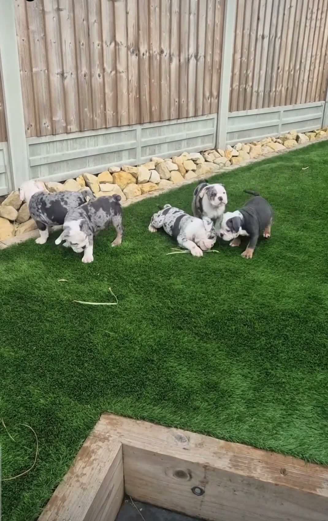 Olde English Bulldogge dogs for sale: Olde English Bulldogges. Blue merles and tri's  - Video 1