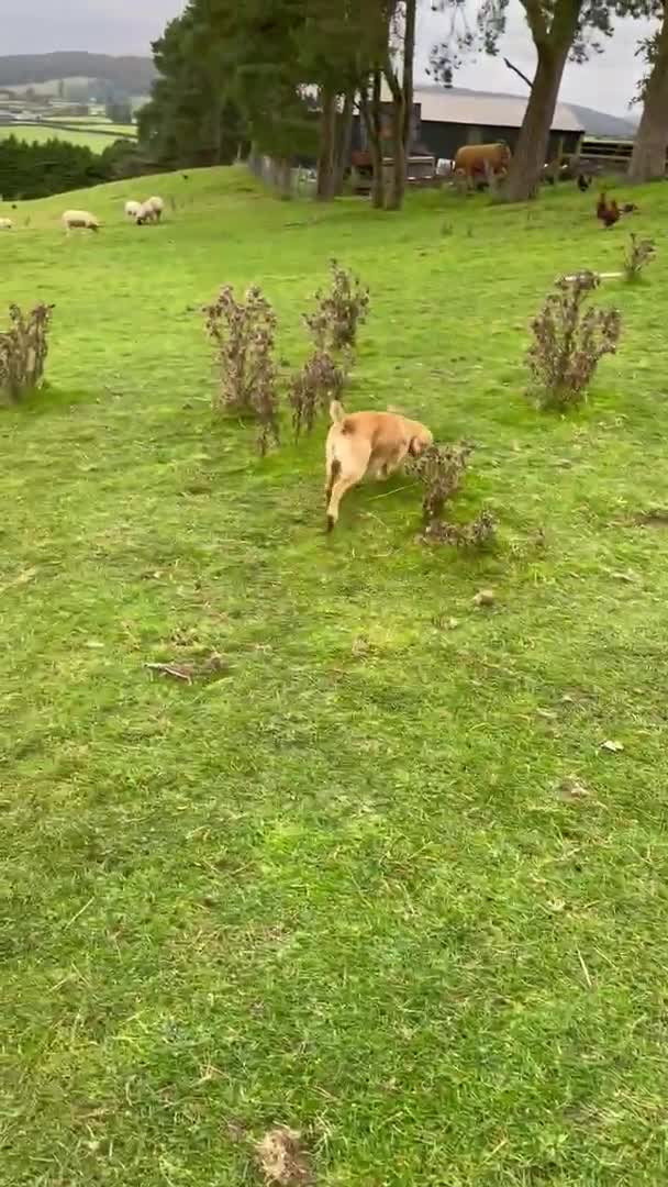 Cocker Spaniel dogs for stud: KC REGISTERED WORKING COCKER SPANIEL FOR STUD in Rhayader - Video 1