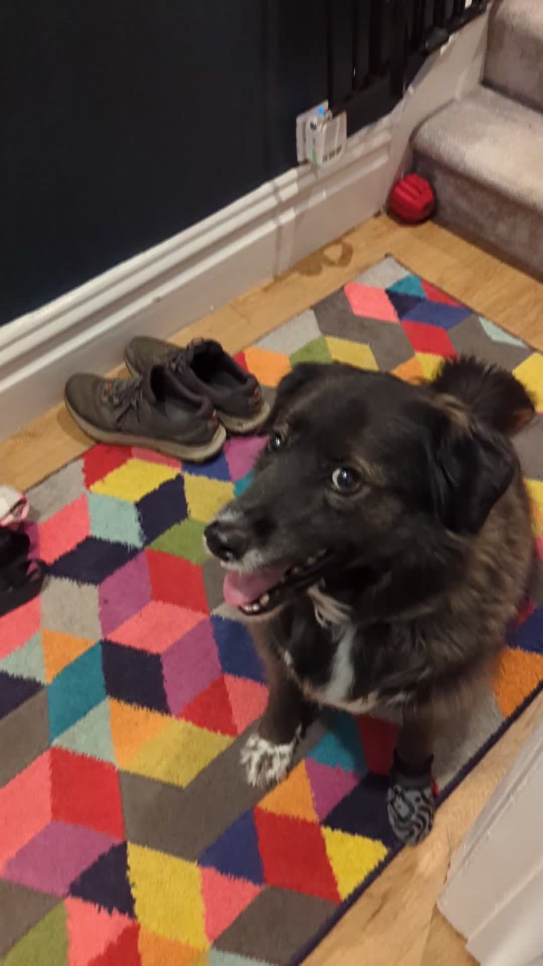 Mixed Breed dogs for adoption: Ruskin - 8 years old, Female, Mixed Breed - Video 1