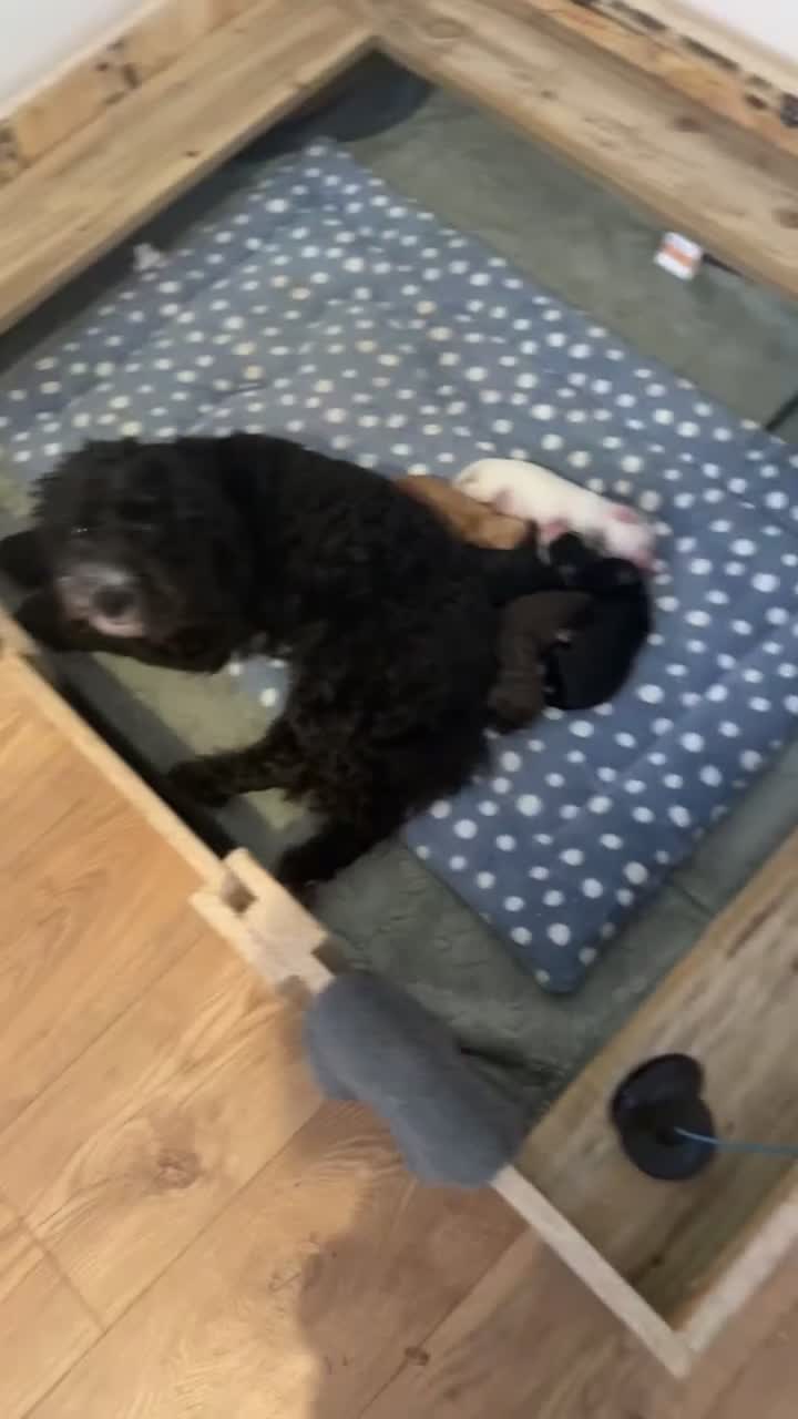 Cockapoo dogs for sale: Cockapoo pups  - Video 3
